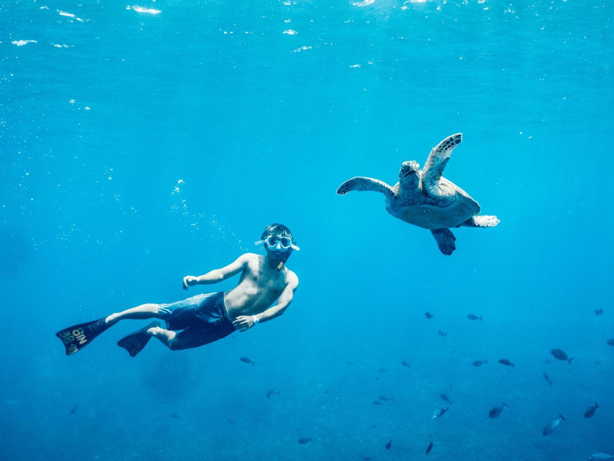 Mad Monkey Gili Trawangan Vandrehjem Eksteriør billede A green sea turtle and a free-diver